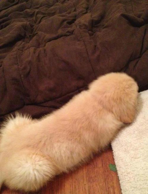 dog looks like penis
