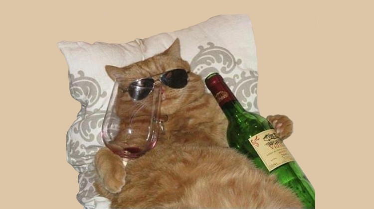 In Gesellschaft trinkt es sich besser Katzenwein betrunkene Katzen
