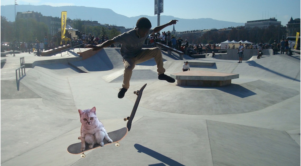 katze auf skateboard tiere fahren skateboard photoshop battle