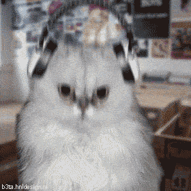 Cat with Headphones