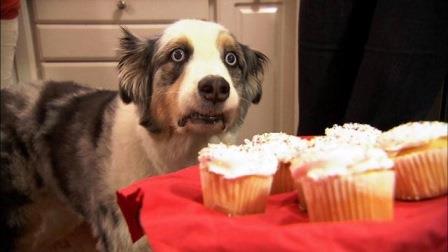 Hund und Cupcakes