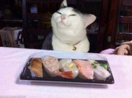 Katzen ide auf Essen starren