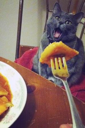Katze und Pizza