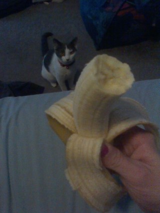 katze und banane