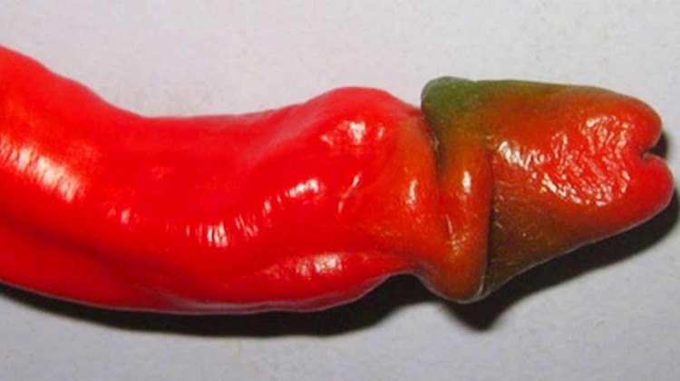 Peperonies in Penisform beitragsbild