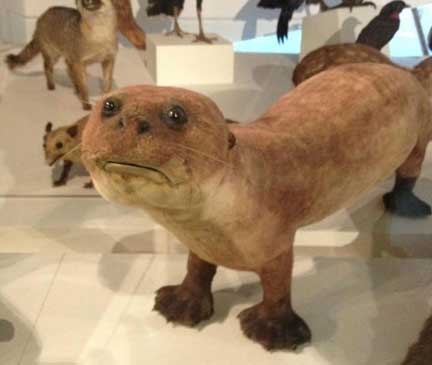 Taxidermie Otter 