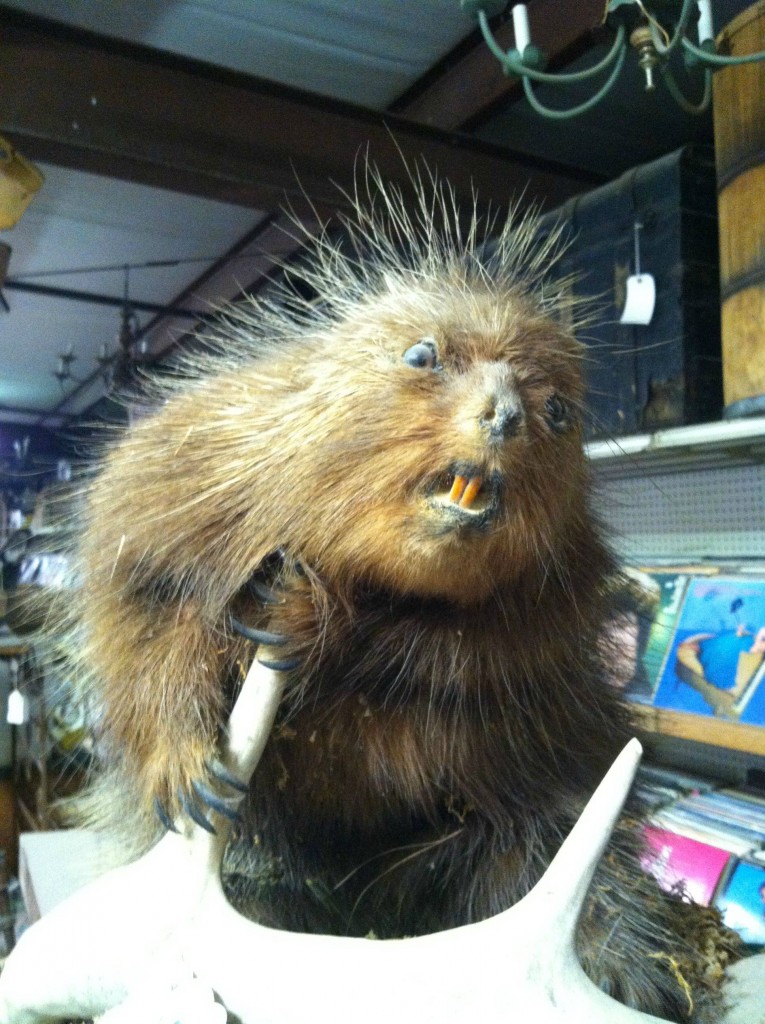 Taxidermie Biber