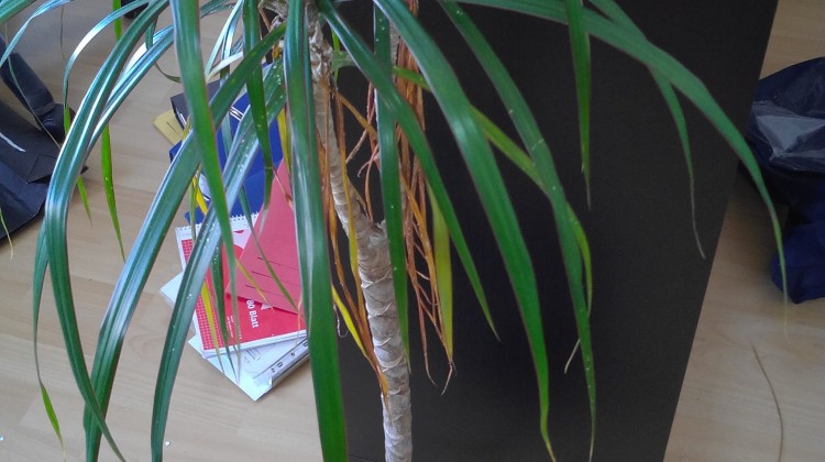 Testbilder - Wiko Rainbow Lite
