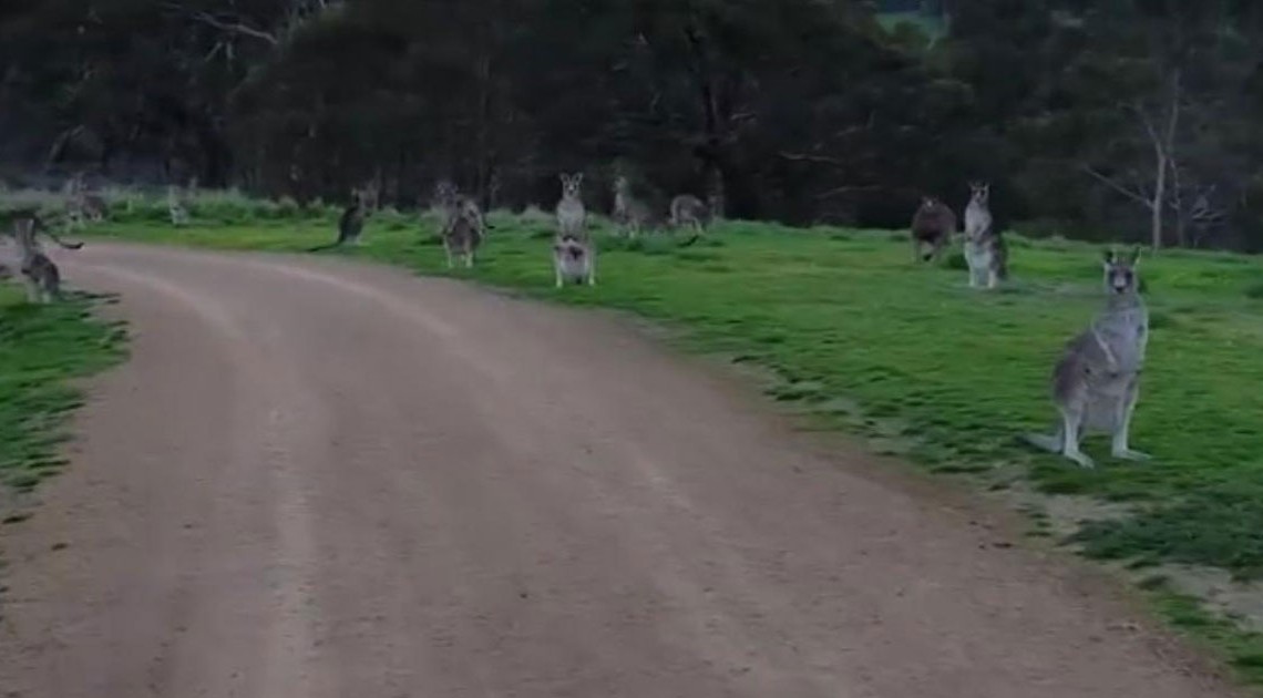 gruselige Zombie-Kängurus