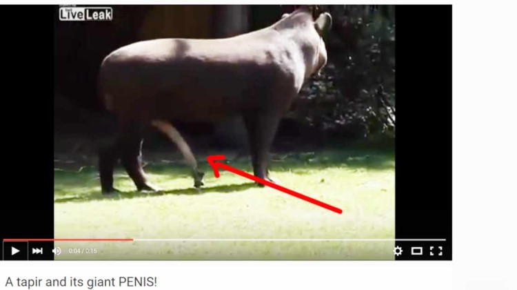 penis vom tapir beitragsbild