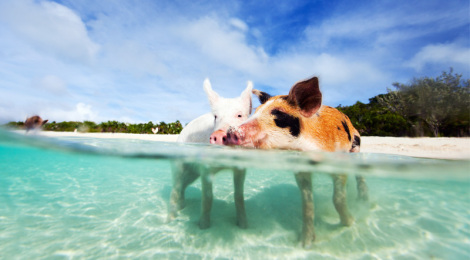  Schweine auf den Bahamas Foto von CarDelMar