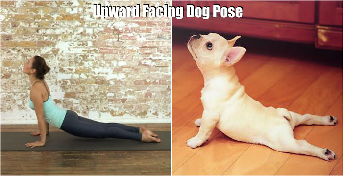 Tiere machen Yoga kleiner Hund