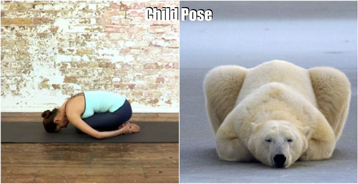 Yoga und Eisbär