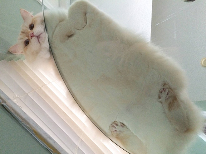 Katzen auf Glas Flauschige Liebe SLEAZEMAG