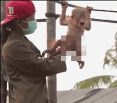 monkey-censorship