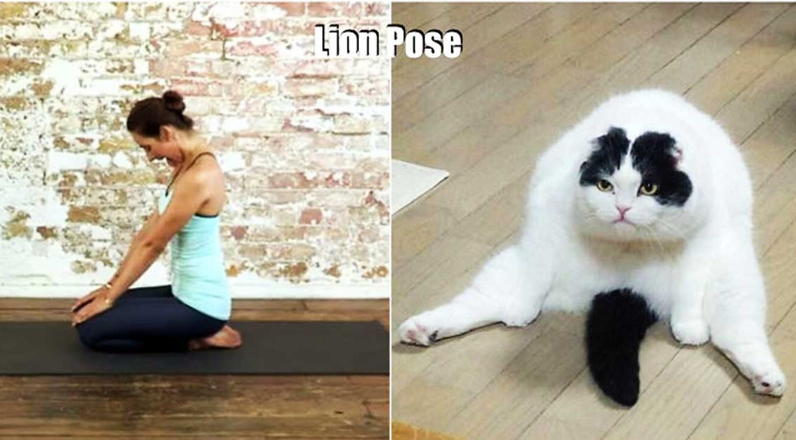 tiere machen yoga the lion pose