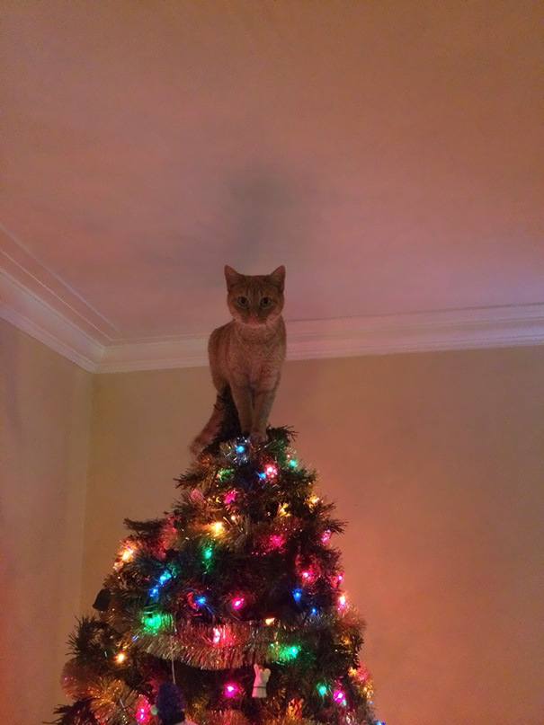 Katze und Weihnachtsbäume