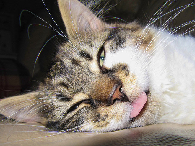 Schlafende Katzen mit raushängender Zunge