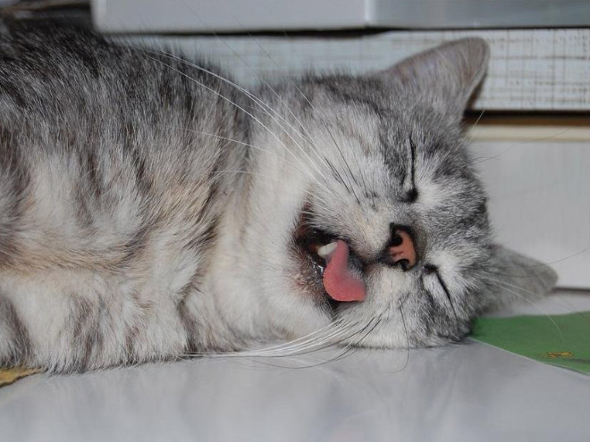 Schlafende Katzen mit raushängender Zunge