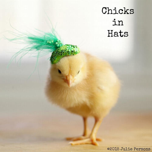 Küken mit Hüten Chicks in Hats Julie Persons