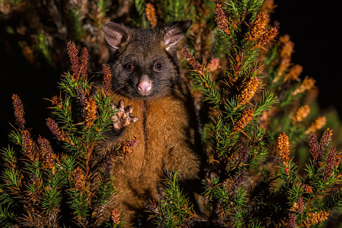 komische opossums
