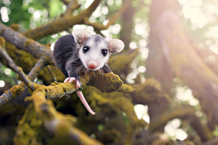 Babyopossums