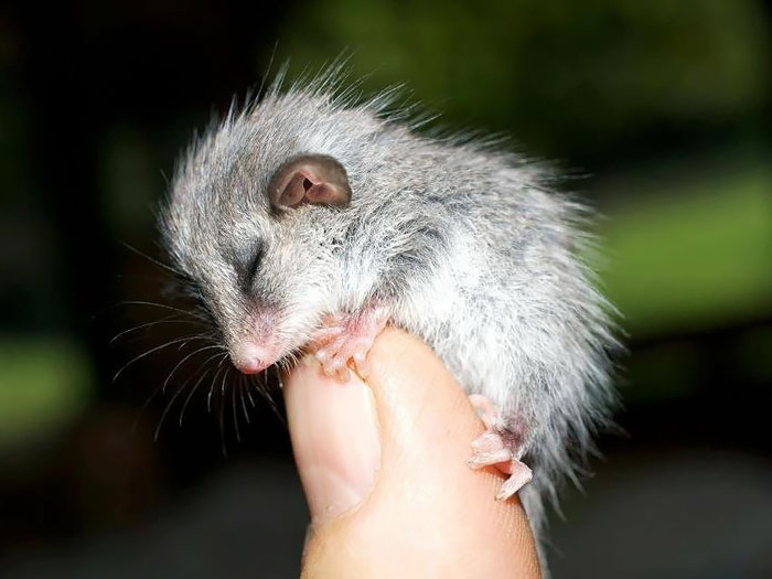 süße bilder von opossums