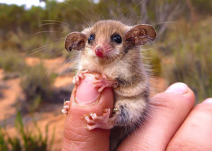 Babyopossums kleine Opossums