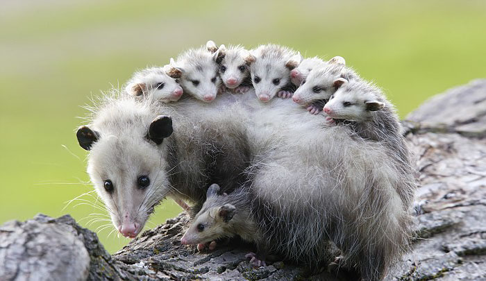 opossumfamilie mutter und babies