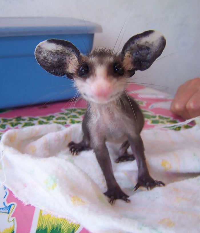 Babyopossums süße opossumbilder