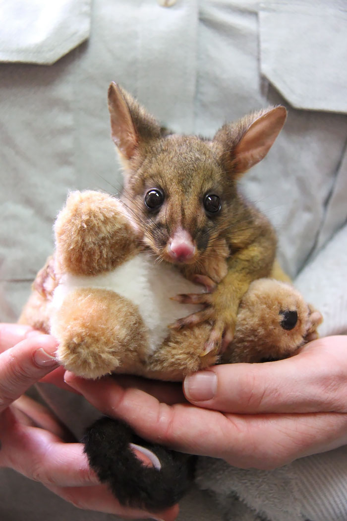 Babyopossums