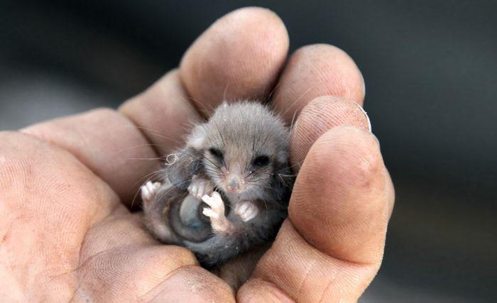 winziges opossum süß