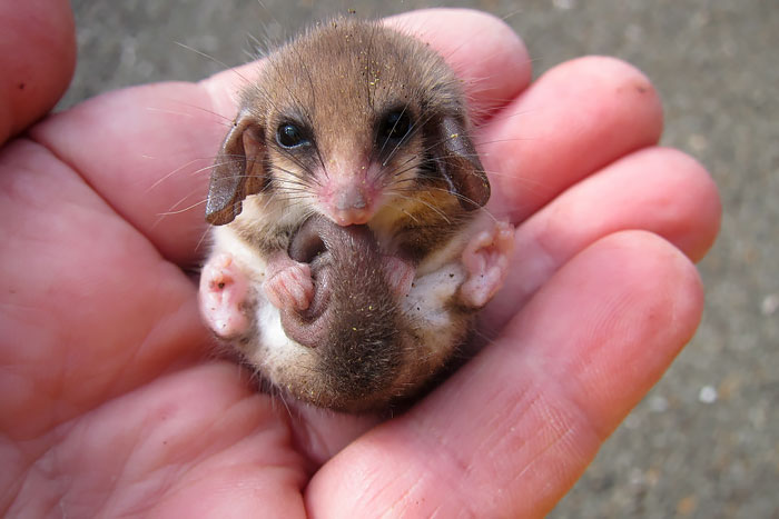 Babyopossums