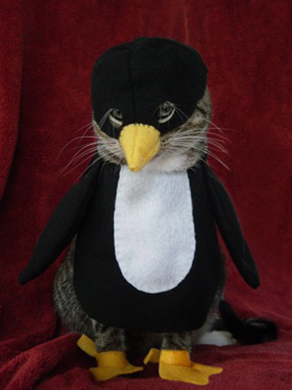 katze im pinguinkostüm