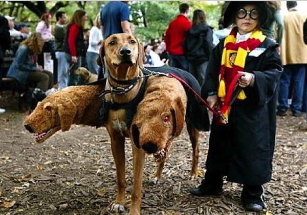 fluffy hundekostüm harry potter kostüme für tiere