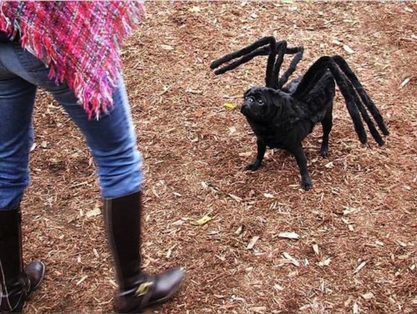 spiderpug hundekostüm hund als spinne verkleidet