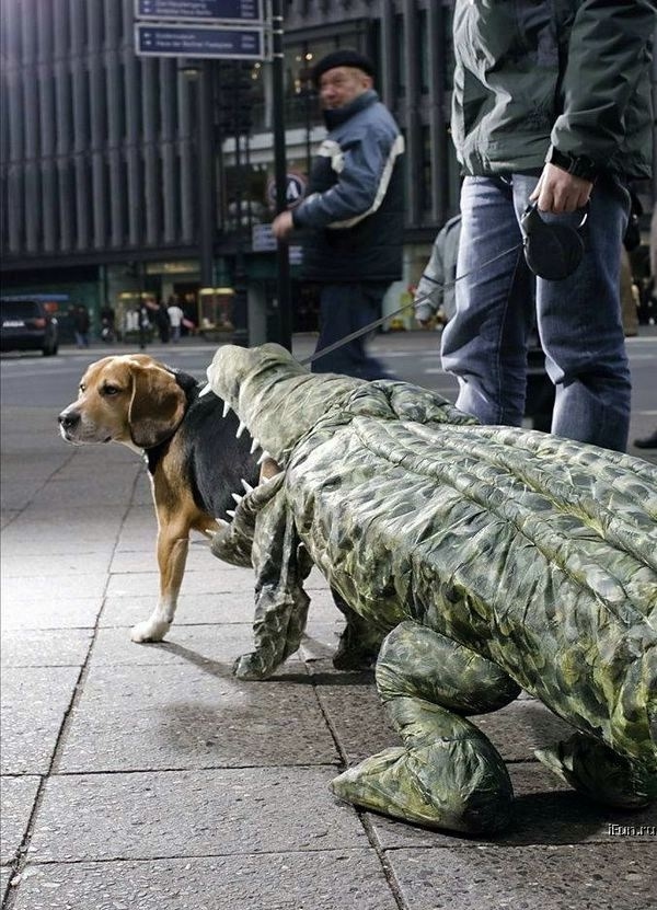 krokodil frisst hund tierkostüme