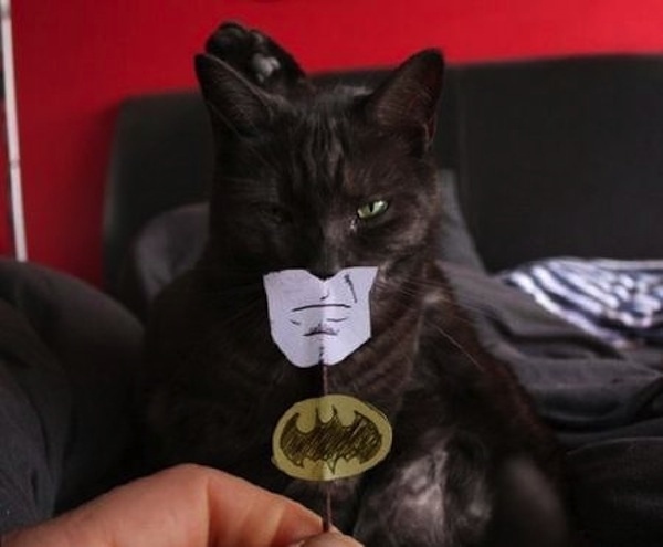 batcat tierkostüme schnell und einfach