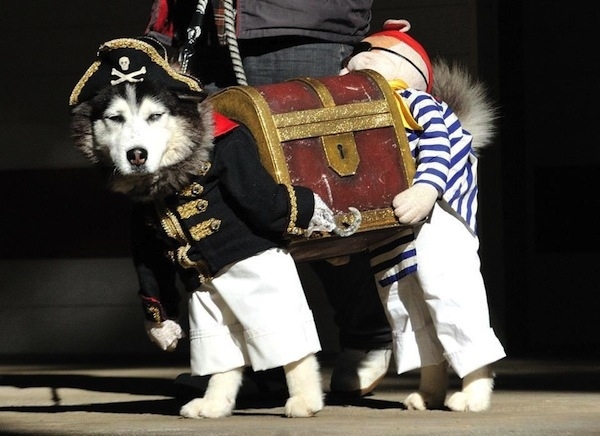 piratenkostüm für hunde