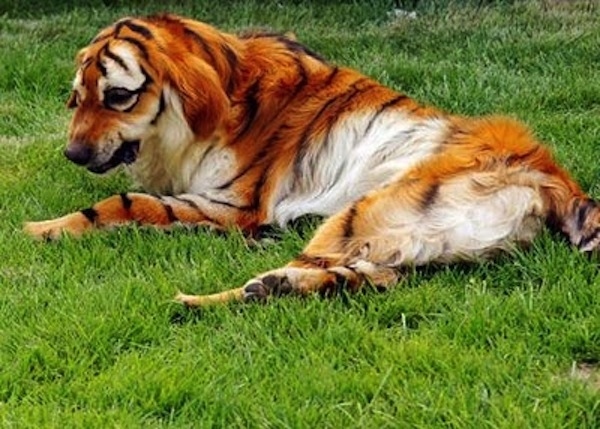 hund als tiger verkleiden anmalen 