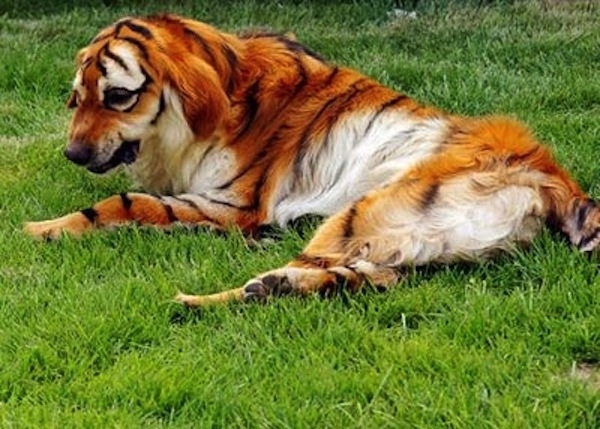 hund als tiger verkleiden anmalen