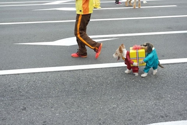 bestes hundekostüm