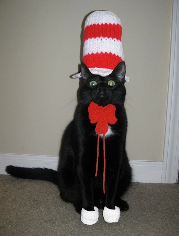 ein kater macht theater kostüm für katzen