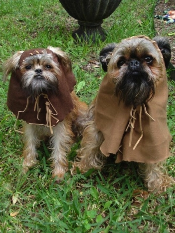 Hunde als Ewoks verkleiden Tierkostüme