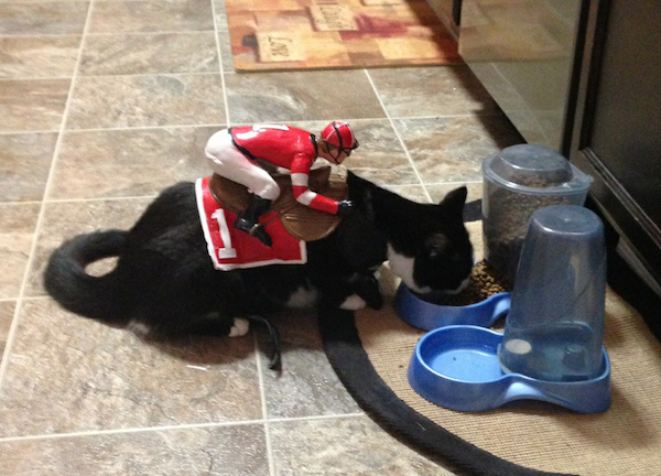 Katzenkostüm tierkostüme