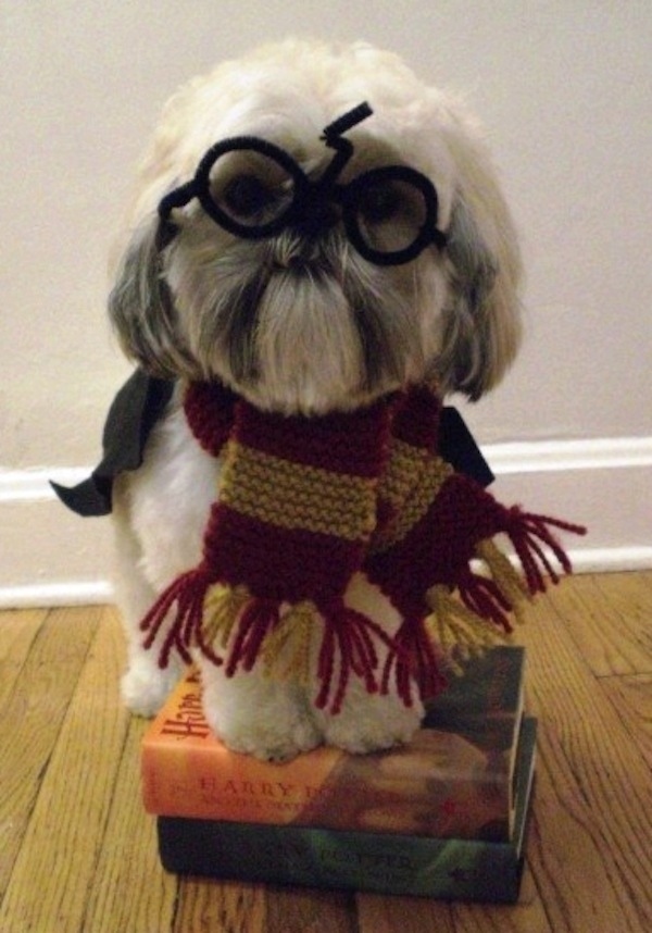 harry potter hundekostüm