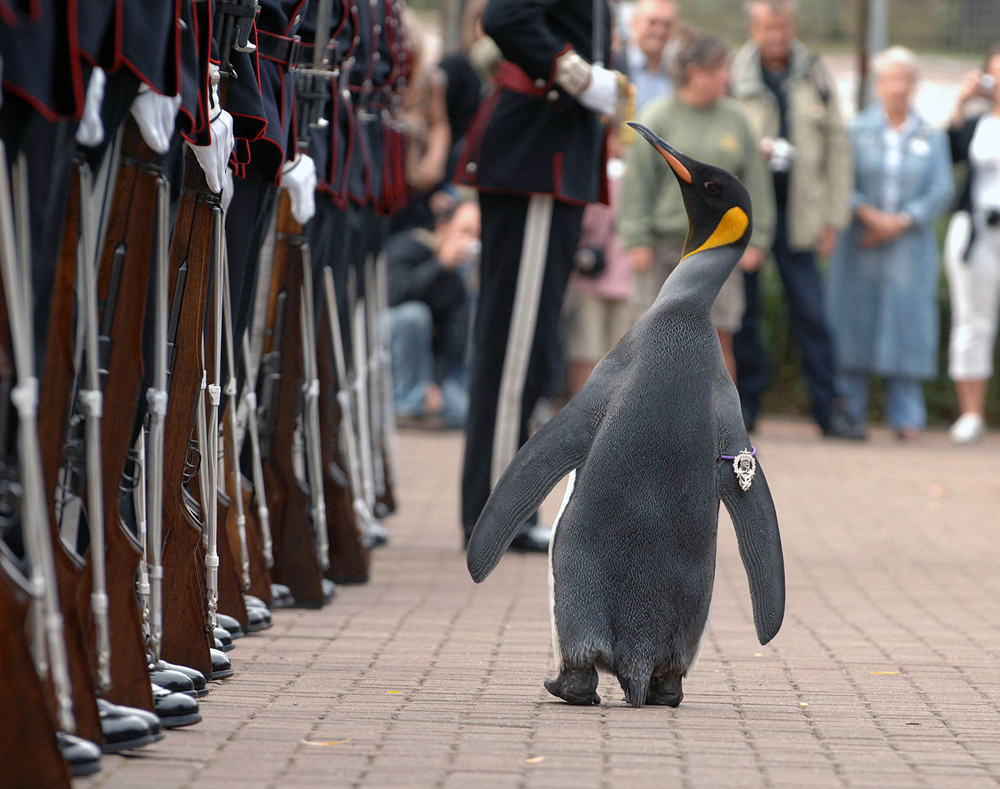 Sir Nils Olav Ritter Norwegen Foto Mark Owens