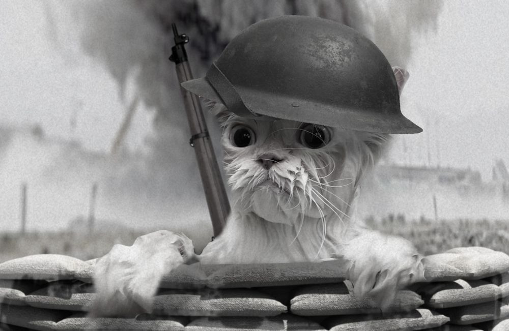 katze in der badewanne photoshop-battle krieg