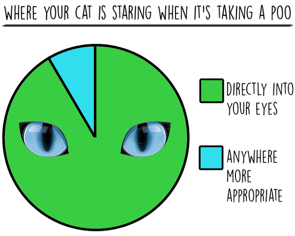 Alex Finnis / BuzzFeed statistiken über katzen lustig