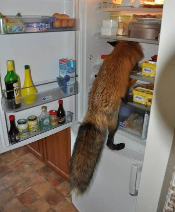 Tierbilder Fuchs Kühlschrank